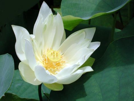 ayurveda_berkeley_ayurvedic_medicine_lotus.jpg